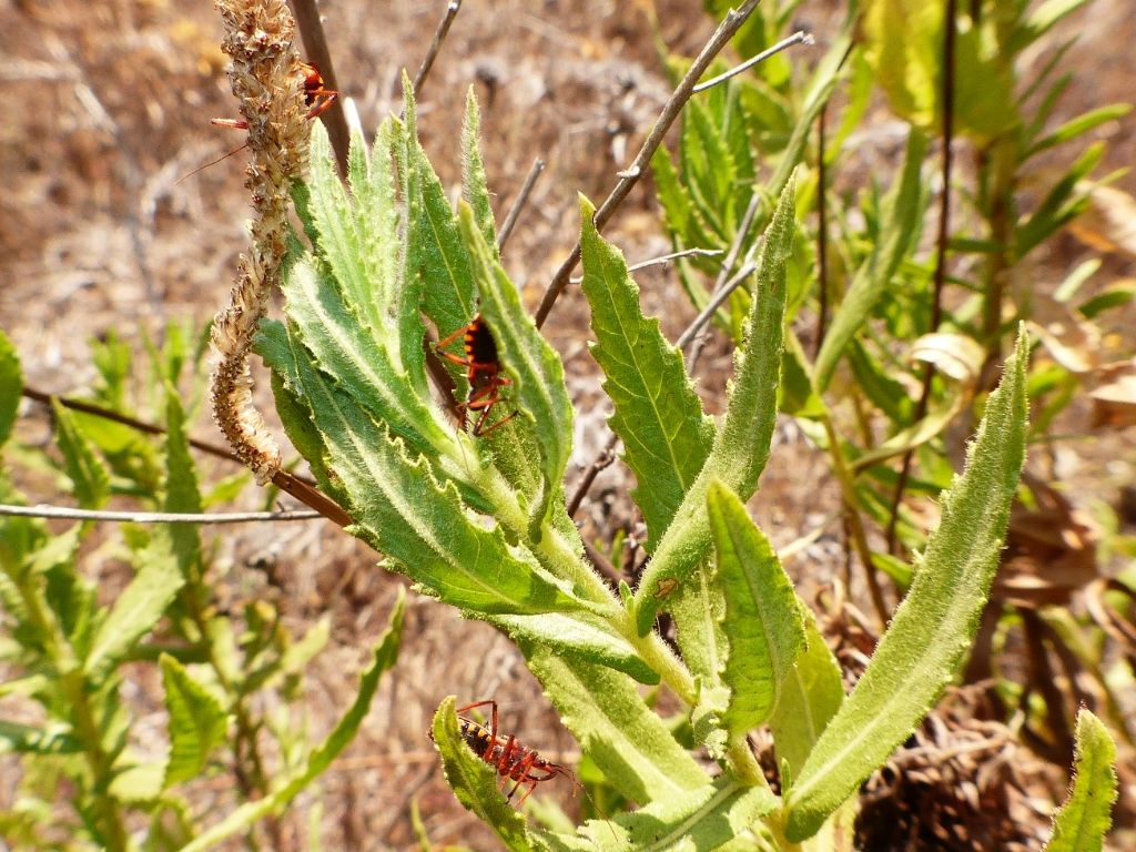 Rhynocoris su Inula viscosa
